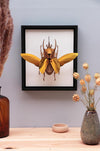 Assembli-ATLAS Beetle gold in frame