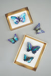 Paper Butterfly Set - Papier Plume
