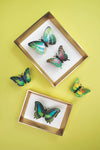 Paper Butterfly Set - Papier Plume