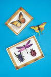 Paper Mixed Insects Set - Papier Plume