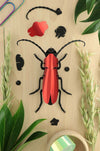 Assembli-rosalia-beetle-red-low