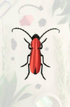 Assembli-rosalia-beetle-red-trans-low