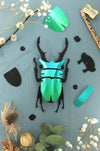 Small paper stag beetle craft by Assembli, featuring Caribbean green metal paper with detailed insect wings and body.