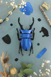 Small Paper Stag Beetle craft by Assembli in Caribbean green metallic paper, showcasing detailed wings and body.