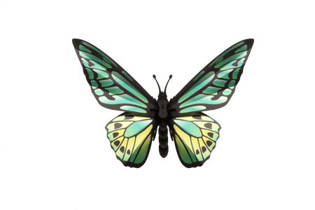 Green paper birdwing butterfly craft from Assembli featuring detailed paper wings and vibrant green color.
