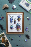 Paper Beetle Collection - Papier Plume