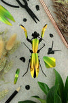Red metal paper praying mantis craft by Assembli, featuring detailed wings and body made from colorful paper materials.